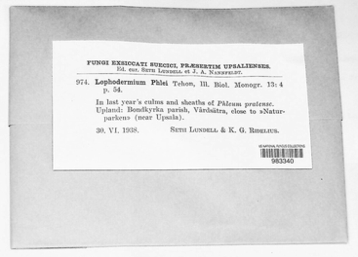 Lophodermium phlei image